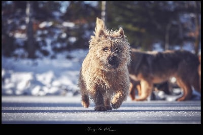 Étalon Cairn Terrier - Ragnar des hirondelles du voyage