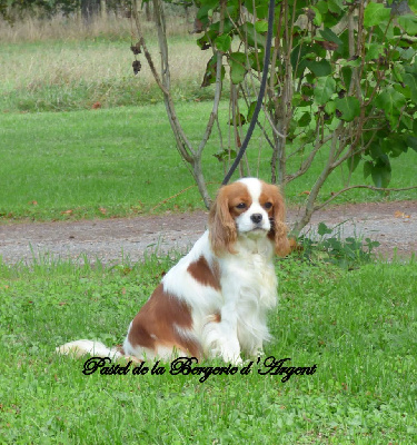 Étalon Cavalier King Charles Spaniel - Pastel de la bergerie d'argent