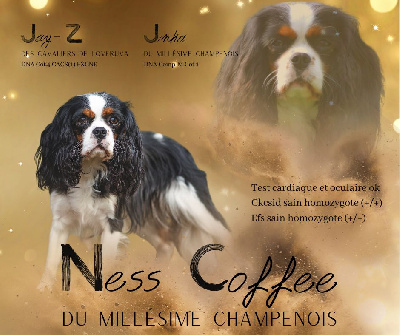 Étalon Cavalier King Charles Spaniel - Ness coffee Du Millésime Champenois