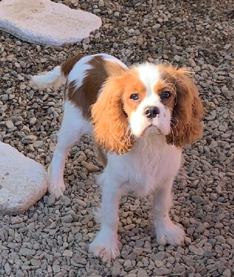 Étalon Cavalier King Charles Spaniel - Saphir des brumes de Garonne