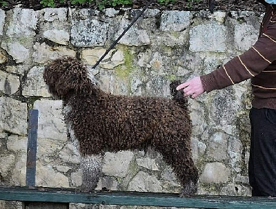 Étalon Chien d'eau espagnol - Chj scarecrow Vom Hause Kristo