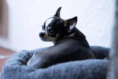 Étalon Chihuahua - Nova (Sans Affixe)