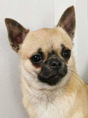 Étalon Chihuahua - fabulous star Anubis