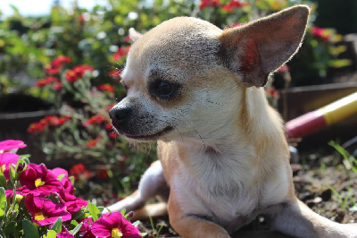 Étalon Chihuahua - Orphrys Des Joyaux De La Sambre