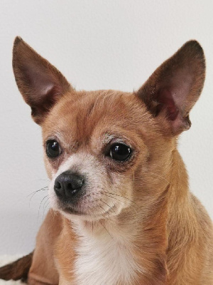 Étalon Chihuahua - Peter pan du Moulin de la Terrasse