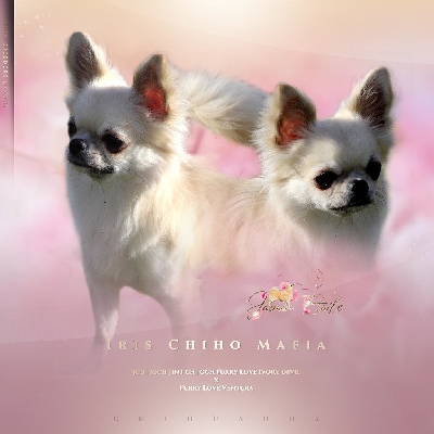Étalon Chihuahua - Iris chiho mafia (Sans Affixe)