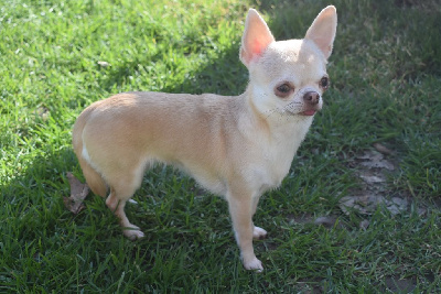 Étalon Chihuahua - Paprika de l'elixir d'amour