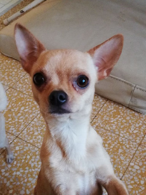 Étalon Chihuahua - Roshane (Sans Affixe)