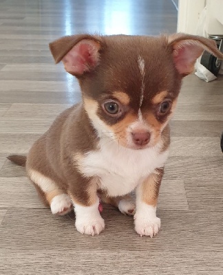 Étalon Chihuahua - Randy vom der Glucken