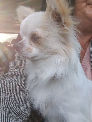Étalon Chihuahua - New Litel Boss Rooby