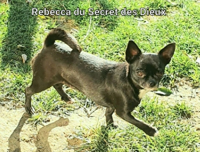 Étalon Chihuahua - Rebecca Du Secret Des Dieux