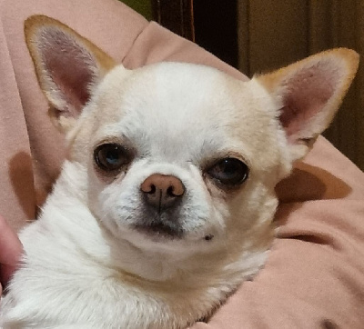 Étalon Chihuahua - Olympe magic des P'tits Sucres d'Orge