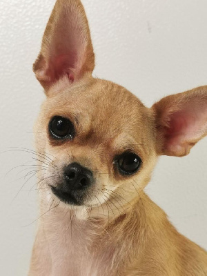 Étalon Chihuahua - Randy du Moulin de la Terrasse