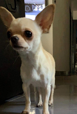 Étalon Chihuahua - Reine claude des jolis coeur