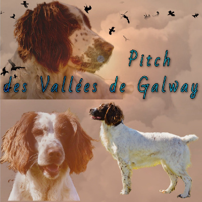 Étalon English Springer Spaniel - Pitch Des Vallées De Galway