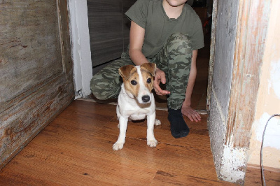 Étalon Jack Russell Terrier - Solye de l'antre des jacks