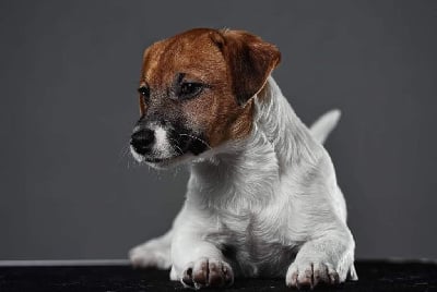 Étalon Jack Russell Terrier - Afina bonnyfart perlyna prykarpattya