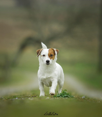 Étalon Jack Russell Terrier - Papuche De L'arche De Chambord