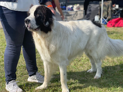 Étalon Landseer type continental europeen - Plume Du Domaine Du Boutlande