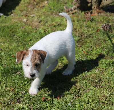 Étalon Parson Russell Terrier - Saphire De La Grange Du Moulin