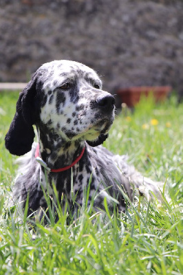 Étalon Setter Anglais - sharptails Clay
