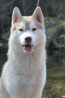 Étalon Siberian Husky - Seth of Wolf's River