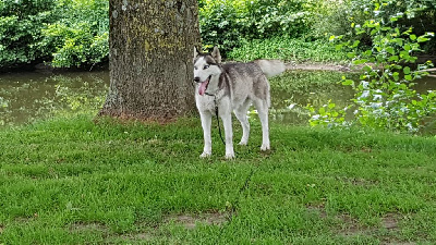 Étalon Siberian Husky - Osaya (Sans Affixe)