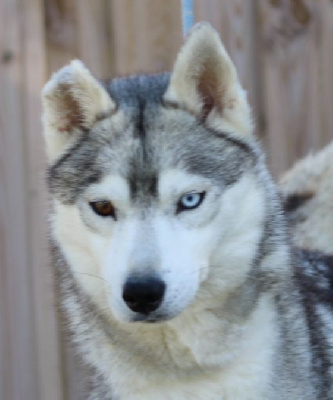 Étalon Siberian Husky - Orphée De La Tendre Puissance