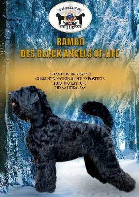 Étalon Terrier noir - CH. Rambo Black Of Angels Life