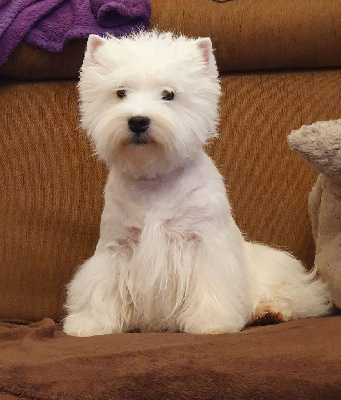 Étalon West Highland White Terrier - Miss lempika Des Petites Sorcières