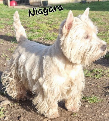 Étalon West Highland White Terrier - Niagara de Paline