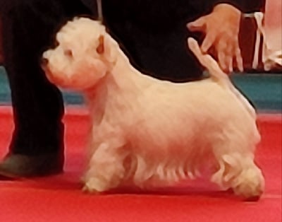 Étalon West Highland White Terrier - CH. Play the game of White Thistle