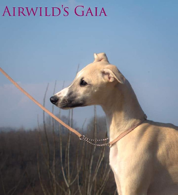 airwild's Gaia