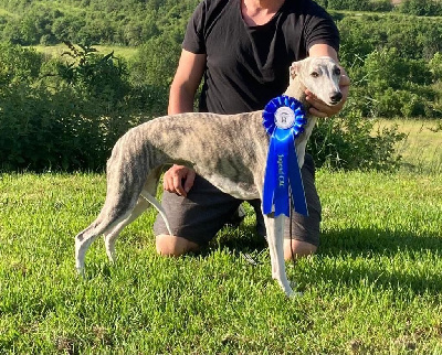 Étalon Whippet - TR. CH. Namibia Of silver shadow