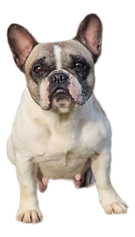 Les Bouledogue français de l'affixe   Laurence Cabrera