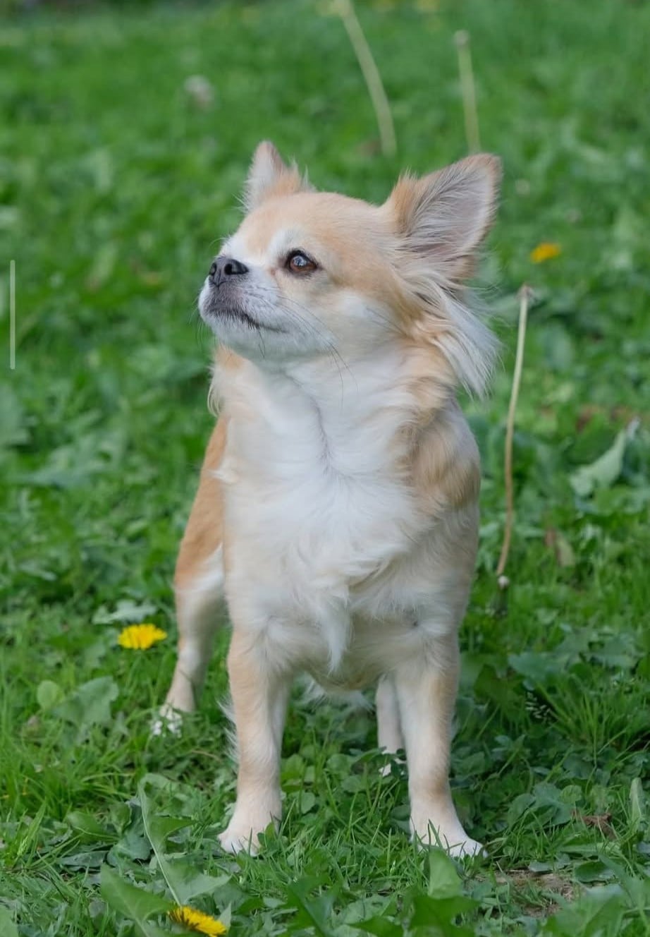 Les Chihuahua de l'affixe   Des Punchy Diamonds