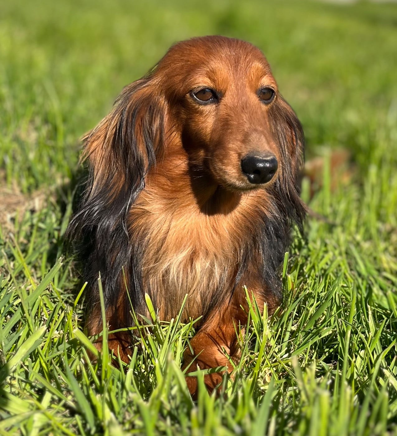 Les Teckel poil long de l'affixe   Des Vents D'Océan