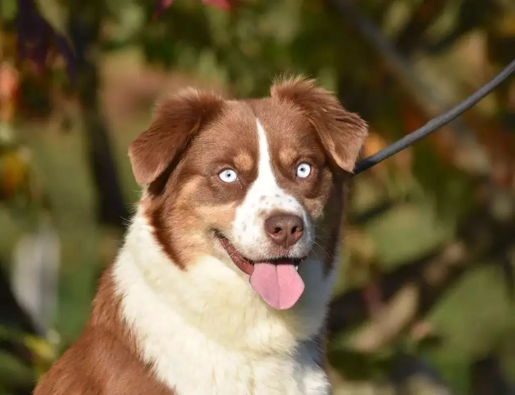 Pixie des Gardiens d'Hadès