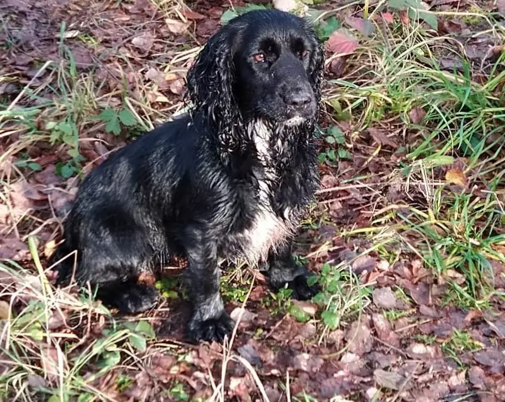 Les Cocker Spaniel Anglais de l'affixe   Brush Master