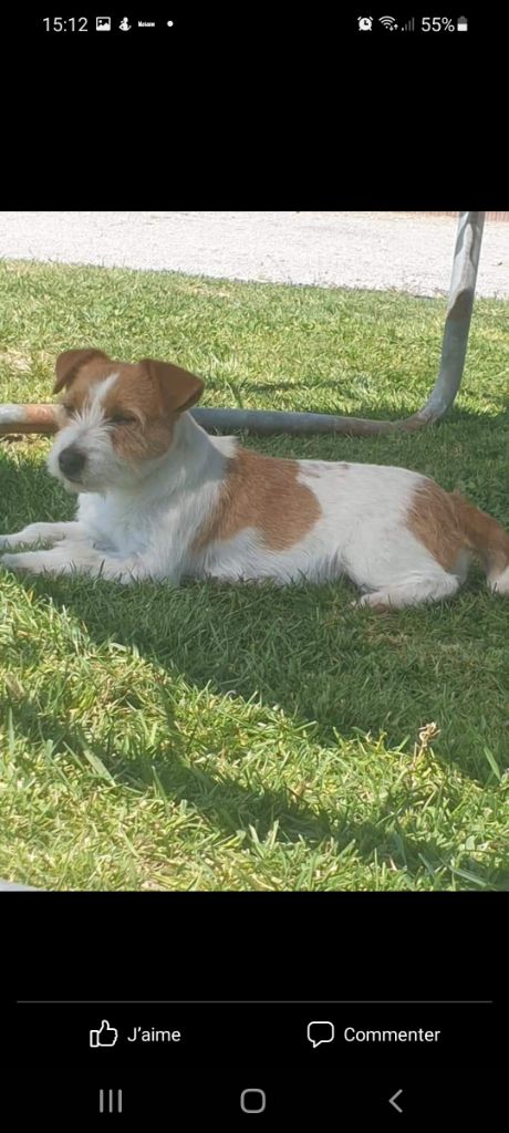 Les Jack Russell Terrier de l'affixe   du clos des marionnieres
