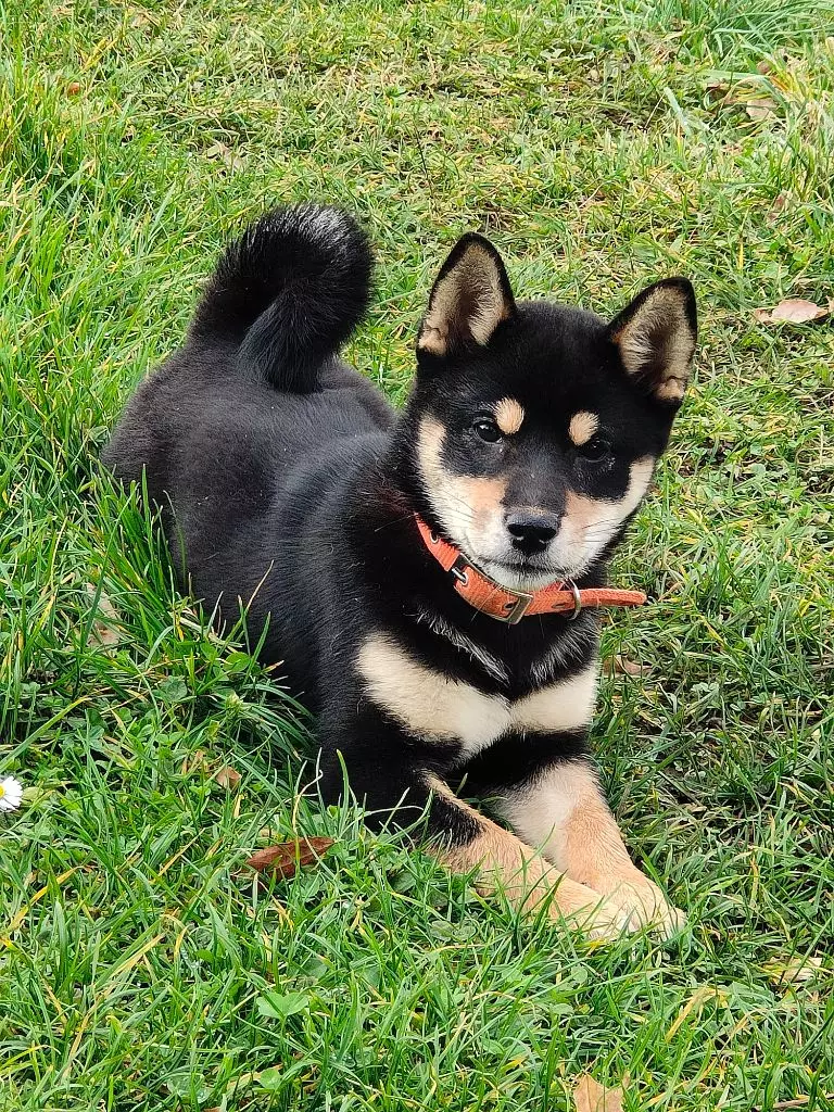 Les Shiba de l'affixe   Des Crocs Du Quercy