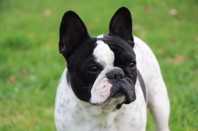 Étalon Bouledogue français - O'natalya De L'Elite Royal Dog