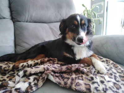 Étalon Berger Américain Miniature - Ruby D'amour de la barbottiere