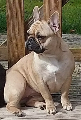 Étalon Bouledogue français - Du Domaine Des Petits Gazons Pernelle