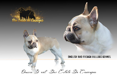Étalon Bouledogue français - Oeuvre dart Des éclats De Cassiopée
