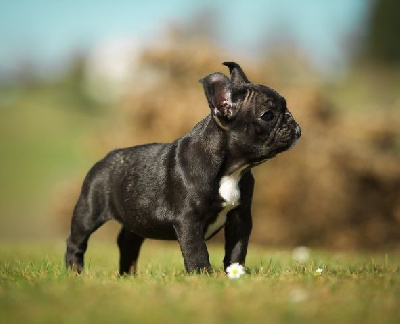 Étalon Bouledogue français - Satine Du Val De Capsil