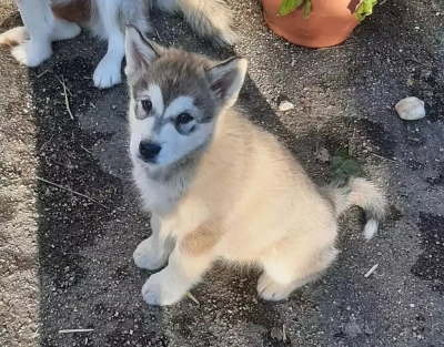 Étalon Alaskan Malamute - Saphir Des Crocs Blancs D'Alaska
