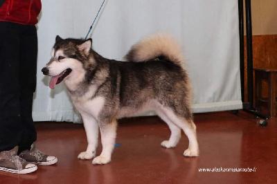 Étalon Alaskan Malamute - Naïka de la Meute des Loups du Mercantour