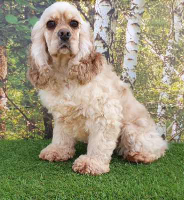 Étalon American Cocker Spaniel - R ' zoe du domaine de Std Gladyce