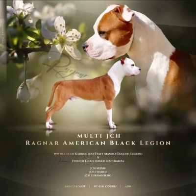 Étalon American Staffordshire Terrier - CH. Ragnar American Black Legion